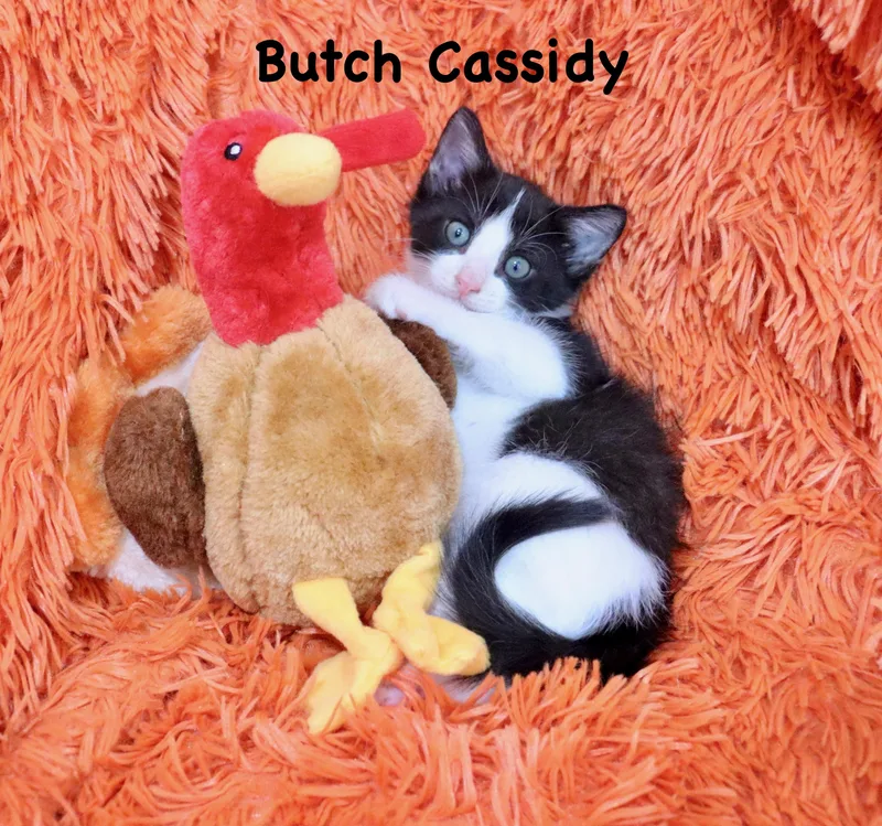 Butch Cassidy thumbnail 3