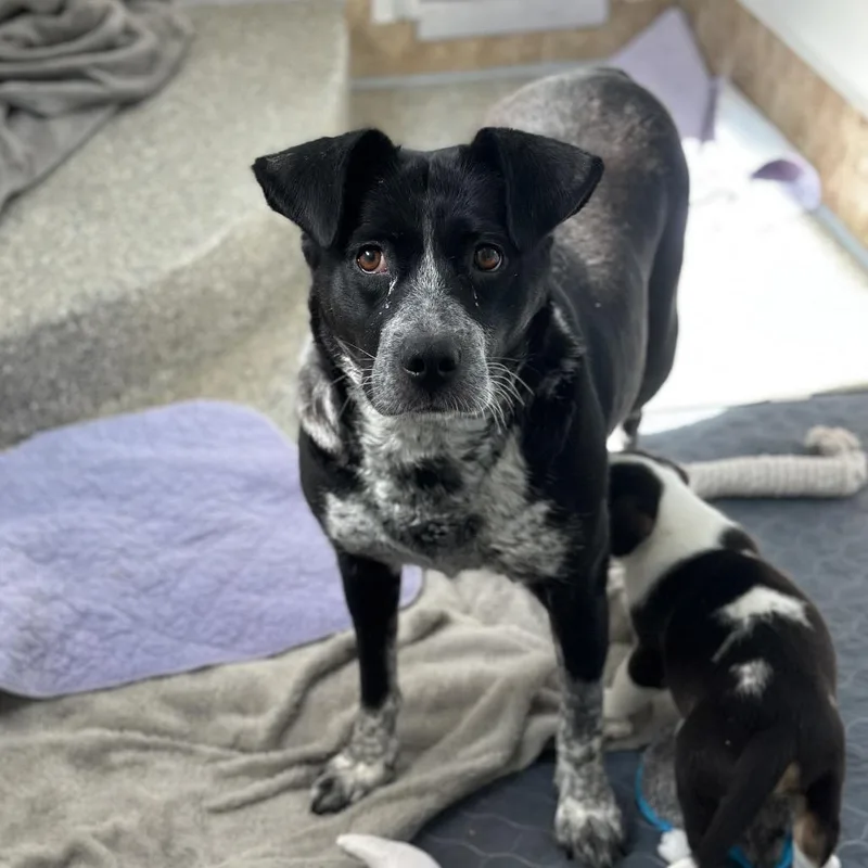An adult medium-sized female Black Cattle Dog dog named Loch for adoption in Kanab, UT