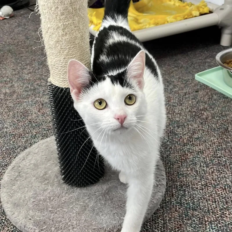 A young medium-sized female White Domestic Short Hair cat named Nessa for adoption in Hamburg, NY