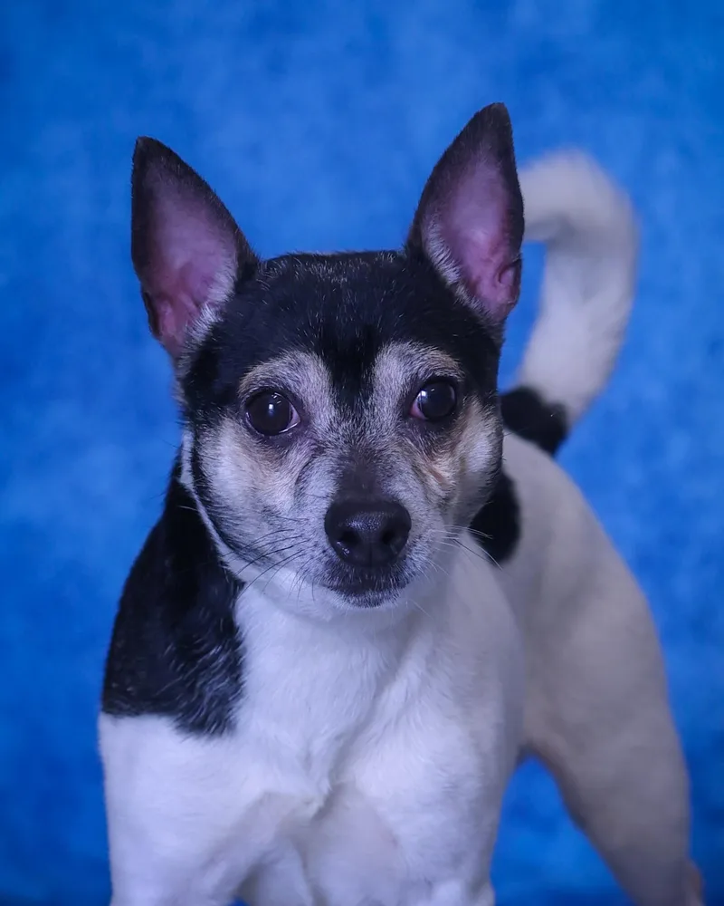 An adult small-sized male Black Rat Terrier dog named Baskerville for adoption in Bridgeport, CT