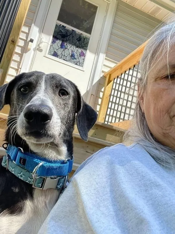 An adult medium-sized male Tricolor (Brown, Black, & White) Dachshund dog named Otto for adoption in Syracuse, NY