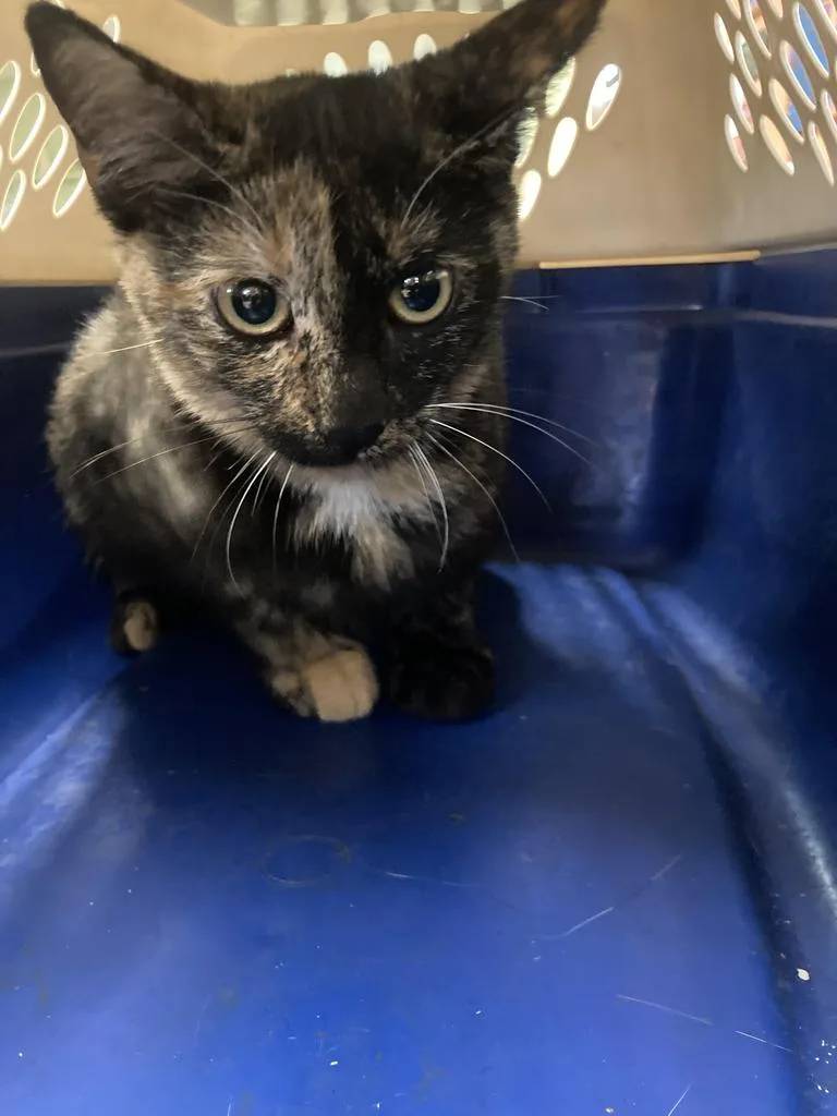 A baby medium-sized female Domestic Short Hair cat named Sequin for adoption in Burnsville, NC