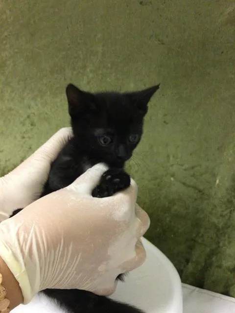 A baby small-sized female Domestic Short Hair cat named Pumpkin for adoption in Riverside, CA