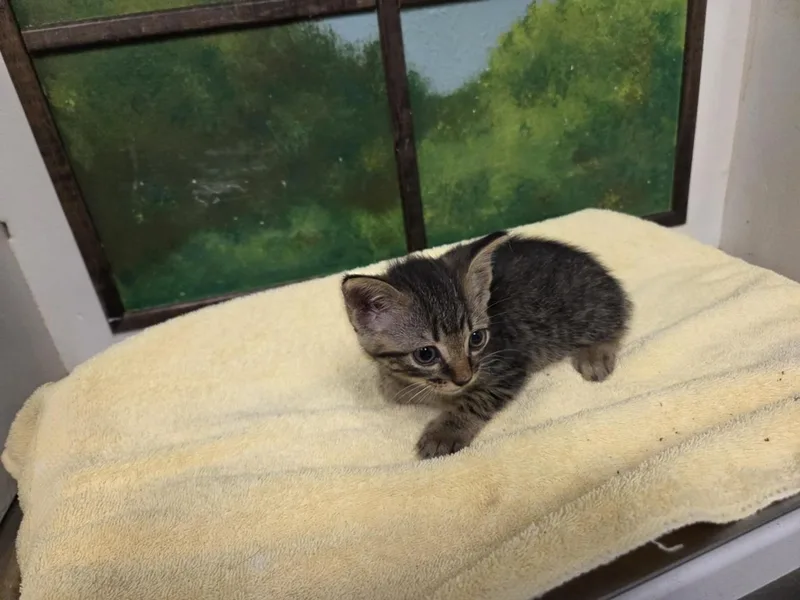 A baby small-sized male Domestic Short Hair cat named Elio for adoption in Houston, TX