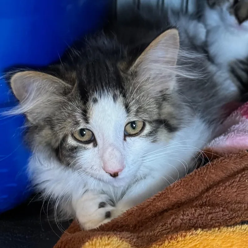 A baby medium-sized male Domestic Long Hair cat named Weller for adoption in Saginaw, MI