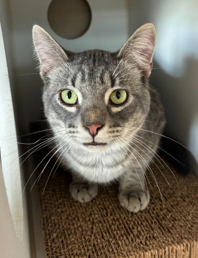 A young large-sized male Domestic Short Hair cat named Chat for adoption in Decorah, IA
