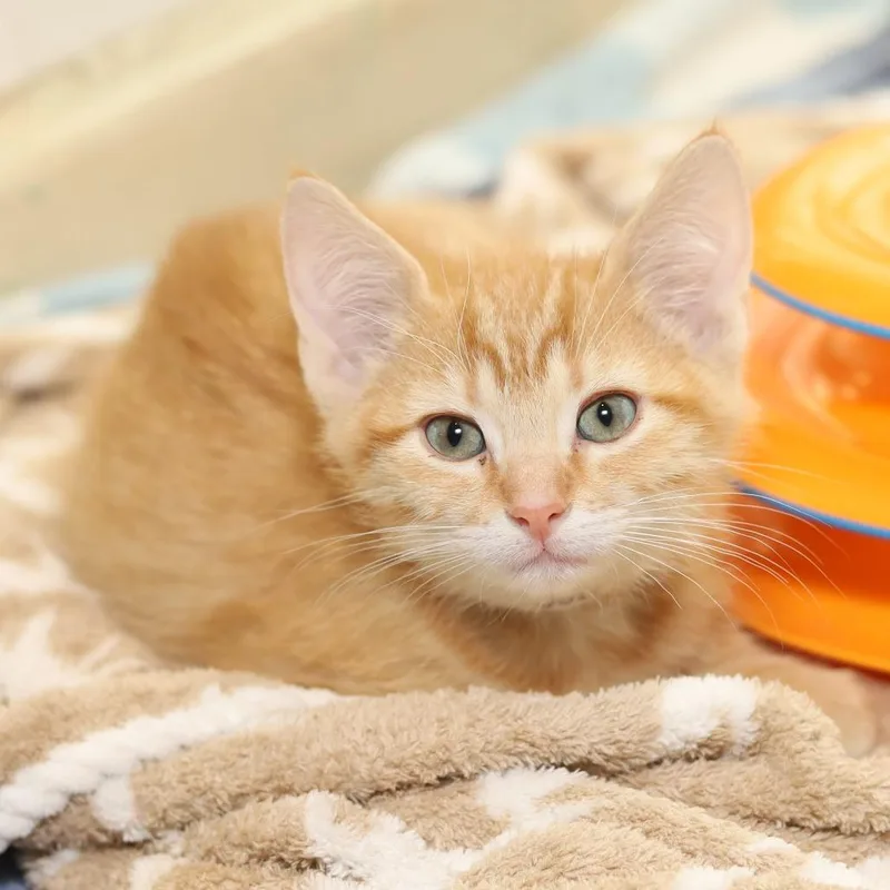 A baby small-sized male Orange / Red Domestic Short Hair cat named Jocko for adoption in Evansville, IN