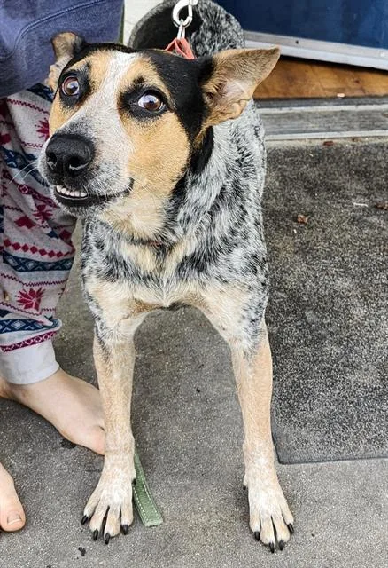 An adult medium-sized female Australian Cattle Dog / Blue Heeler dog named Catherine for adoption in San Antonio, TX
