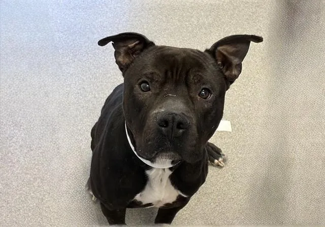 An adult large-sized male Pit Bull Terrier dog named Ronan for adoption in Mesa, AZ