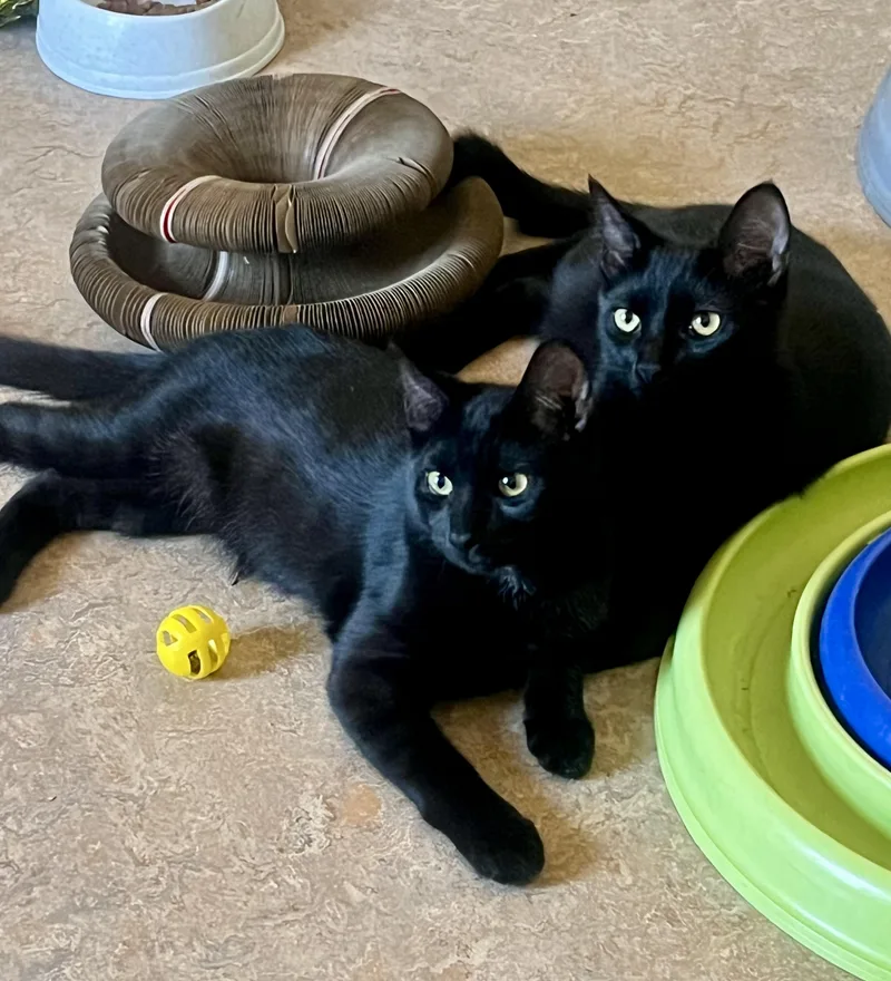 A baby medium-sized male Domestic Short Hair cat named Loki for adoption in Lancaster, CA
