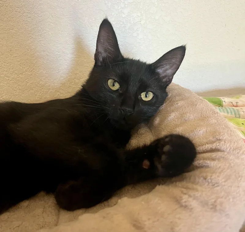 Loki thumbnail 2