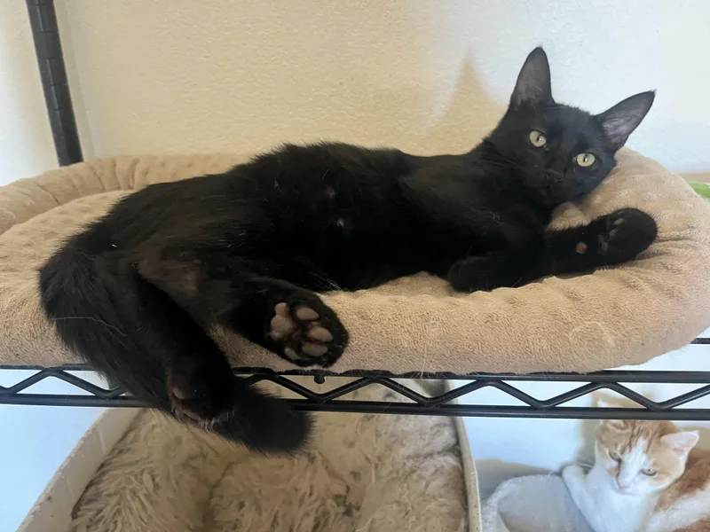 Loki thumbnail 3