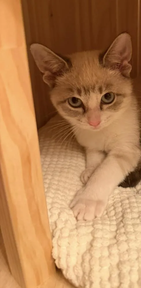 A baby small-sized male Siamese cat named Tabasco for adoption in Austin, TX