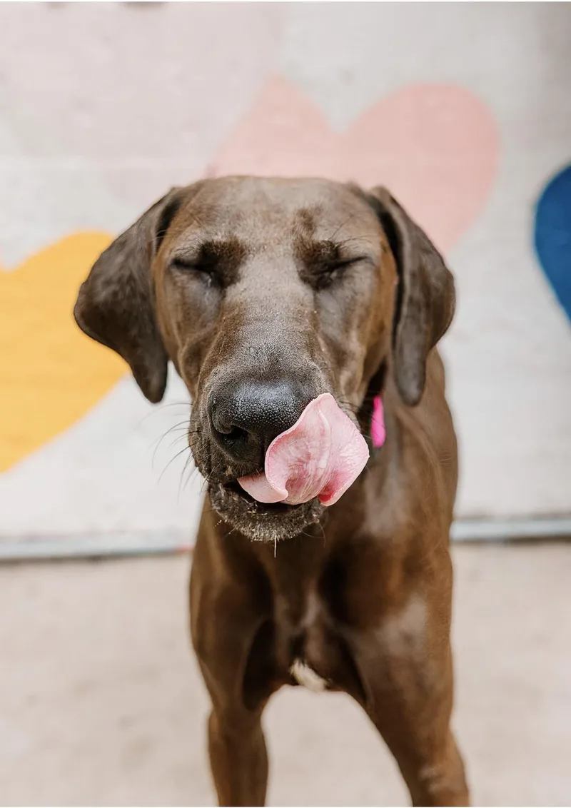 A young medium-sized female Greyhound dog named Willow for adoption in Charlotte, NC