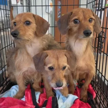 An adult medium-sized male Dachshund dog named Ernie for adoption in San Pedro, CA
