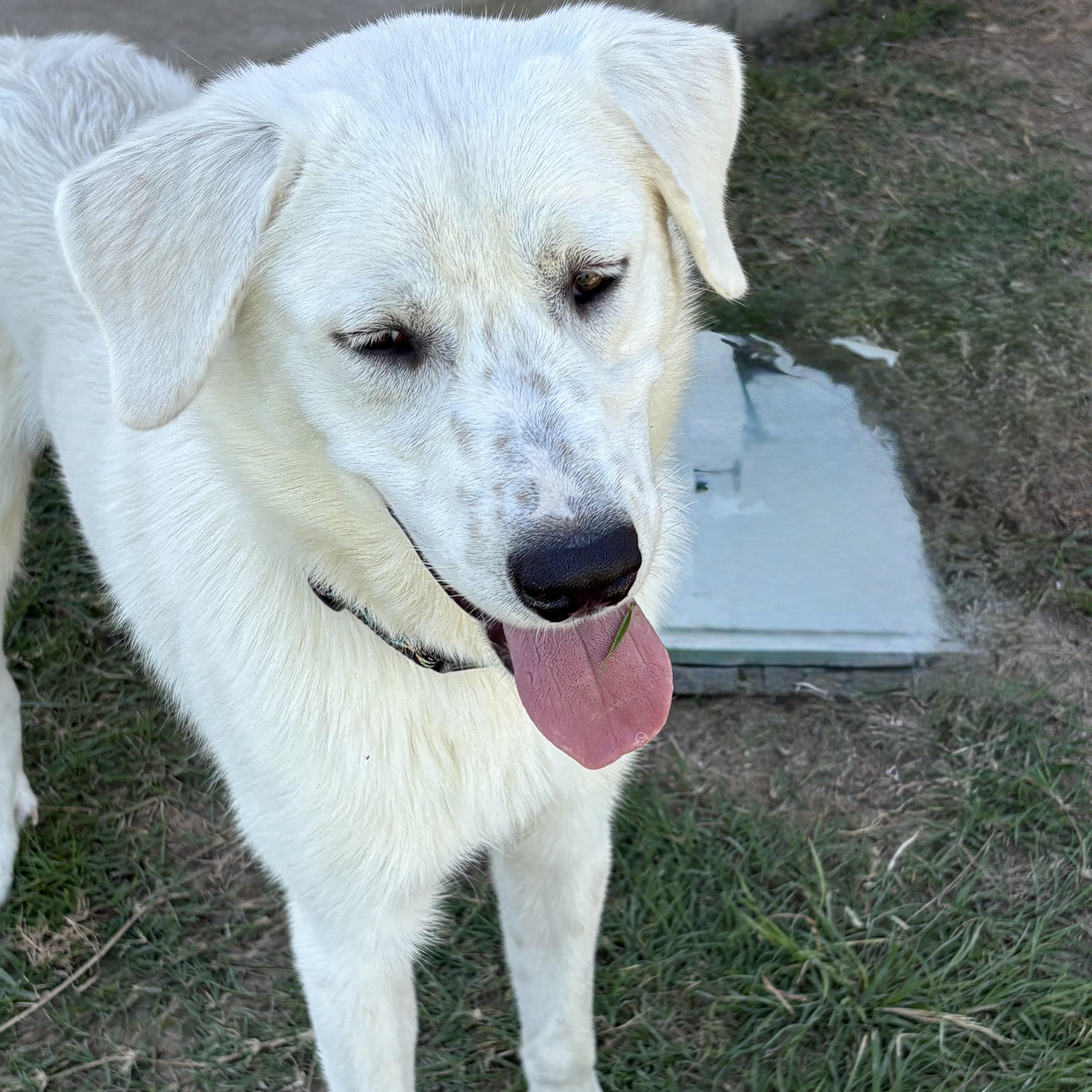 A young large-sized male White / Cream Labrador Retriever dog named Gibsonloving Life for adoption in Houston, TX