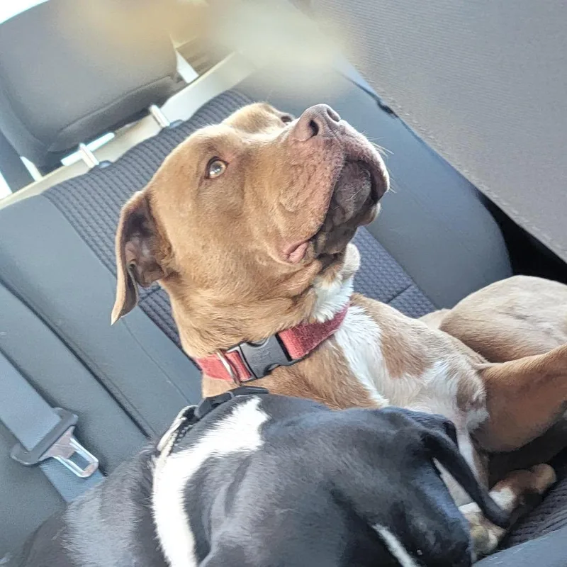 An adult medium-sized female Brown / Chocolate Pit Bull Terrier dog named Jordy for adoption in Cashmere, WA