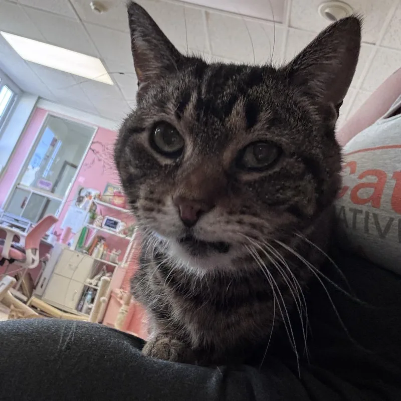 A senior small-sized female Brown / Chocolate Domestic Short Hair cat named Peaches for adoption in Philadelphia, PA