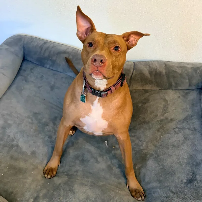 An adult large-sized female Yellow / Tan / Blond / Fawn Pit Bull Terrier dog named Sadie for adoption in Belleville, IL