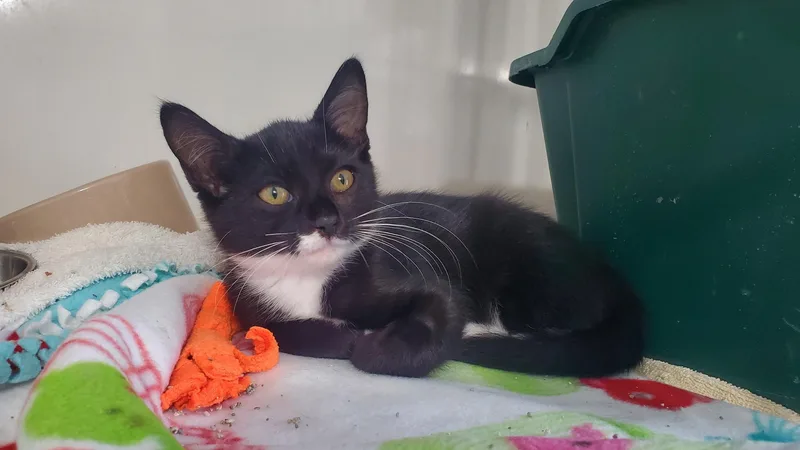 A baby small-sized female Black & White / Tuxedo Domestic Short Hair cat named Mimzee for adoption in Hutchinson, MN