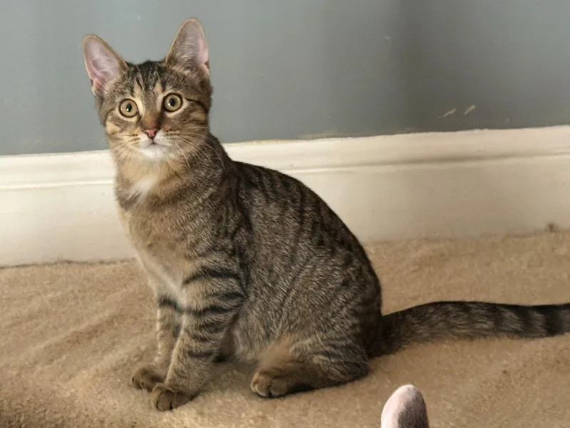 A baby small-sized female Tabby (Gray / Blue / Silver) Domestic Short Hair cat named Polo for adoption in Raleigh, NC
