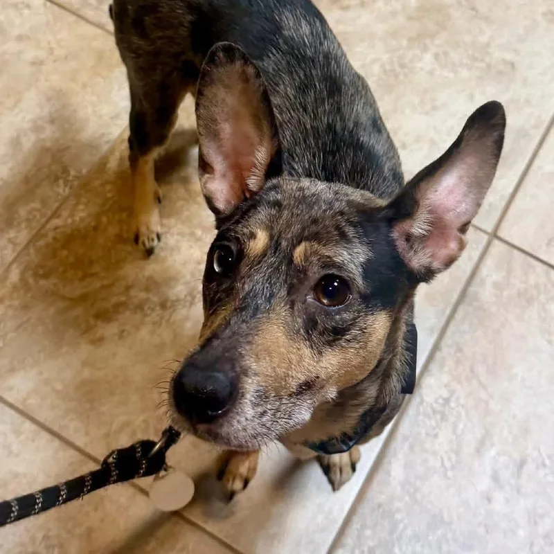 An adult medium-sized female Brown / Chocolate Mixed Breed dog named Penelope Woofsworth for adoption in Fredericksburg, VA