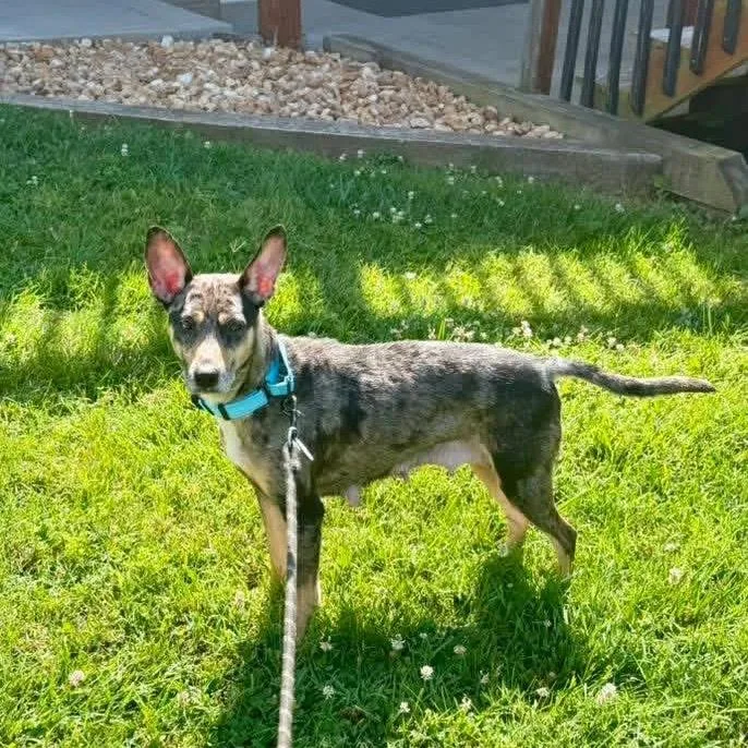 Penelope Woofsworth thumbnail 2