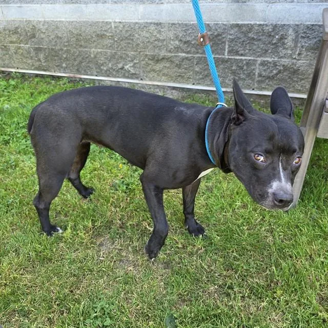 A young medium-sized female Pit Bull Terrier dog named Madrid for adoption in Long Beach, CA