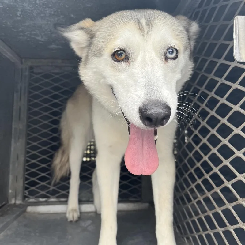 An adult medium-sized female Husky dog named Mirage for adoption in Edinburg, TX