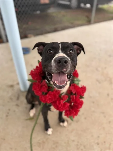 An adult large-sized female Pit Bull Terrier dog named Sophie Bikes for adoption in Charlotte, NC