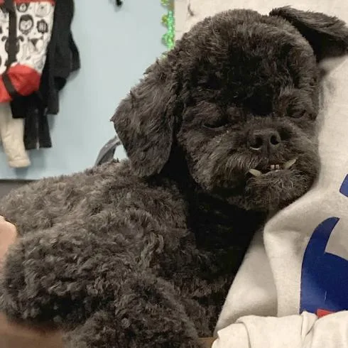 A senior medium-sized male Black Poodle (Toy) dog named Yami for adoption in Quakertown, PA