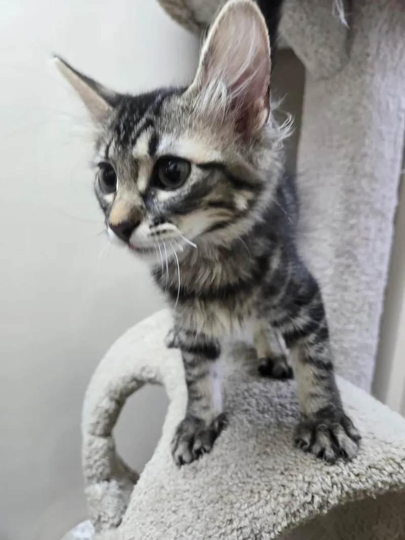 A baby medium-sized female Domestic Medium Hair cat named River for adoption in Tuttle, OK