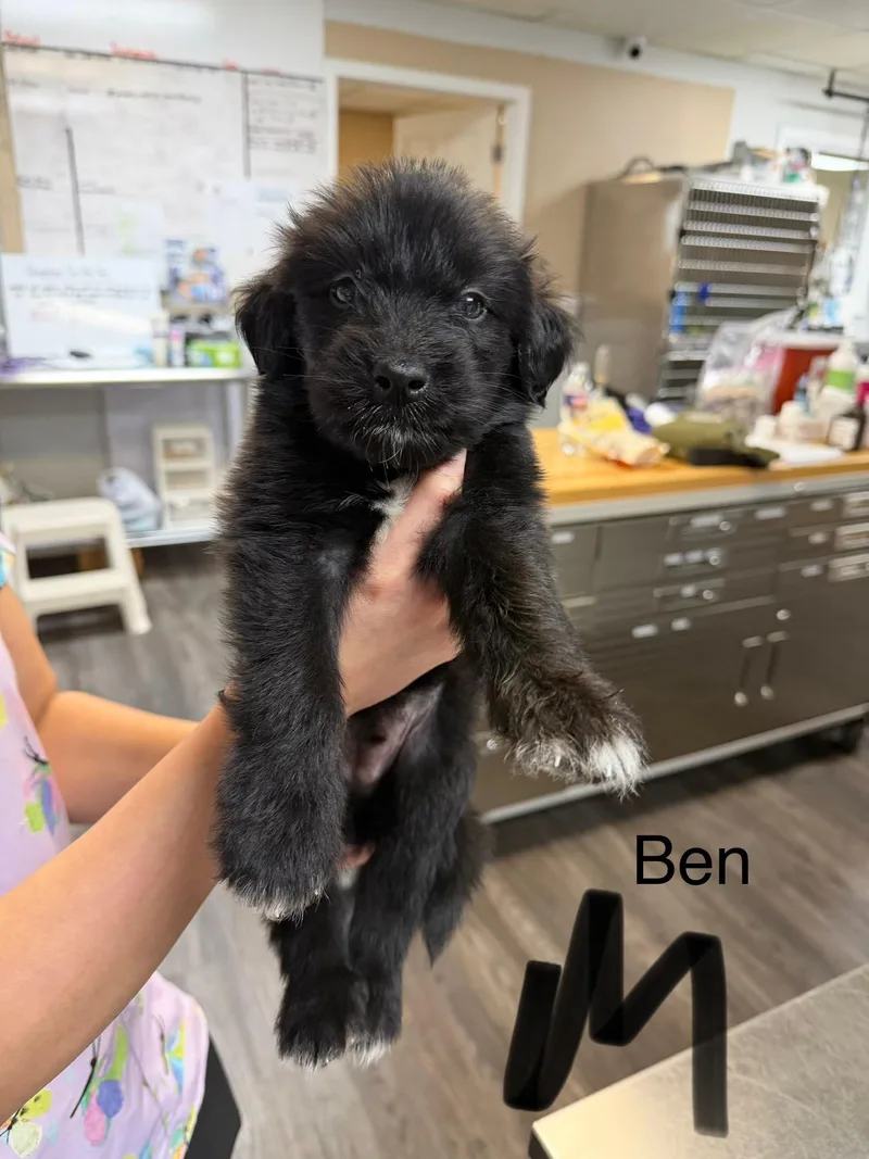 A baby medium-sized male Retriever dog named B litter Ben for adoption in Semmes, AL