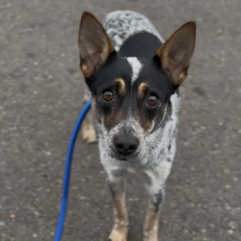A young small-sized female Gray / Blue / Silver Australian Cattle Dog / Blue Heeler dog named Jasmine for adoption in Newberg, OR