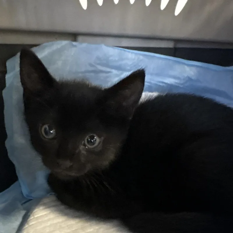 A baby small-sized male Black Domestic Short Hair cat named Kipper for adoption in West Palm Beach, FL
