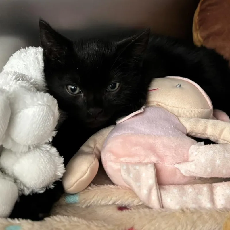 Kipper thumbnail 2