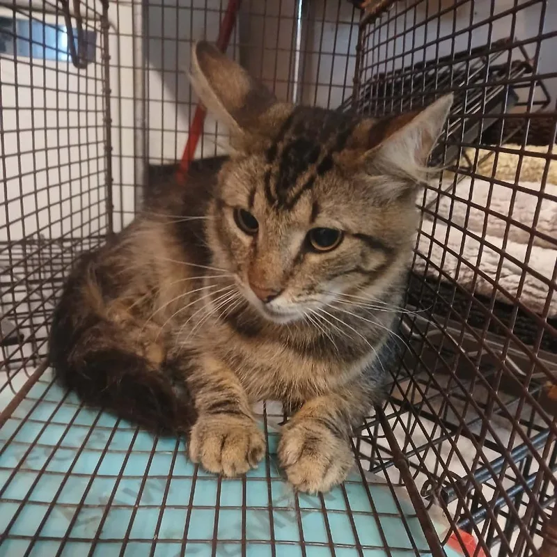 A young small-sized male Brown / Chocolate Domestic Medium Hair cat named Aristocat for adoption in Stephenville, TX