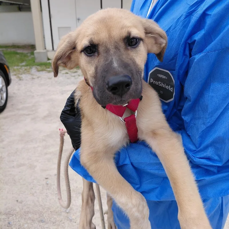 A baby medium-sized female Yellow / Tan / Blond / Fawn Mixed Breed dog named Tasha for adoption in LOXAHATCHEE, FL