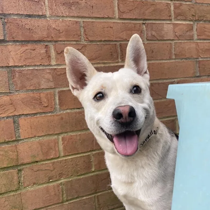 Marshmallow thumbnail 2