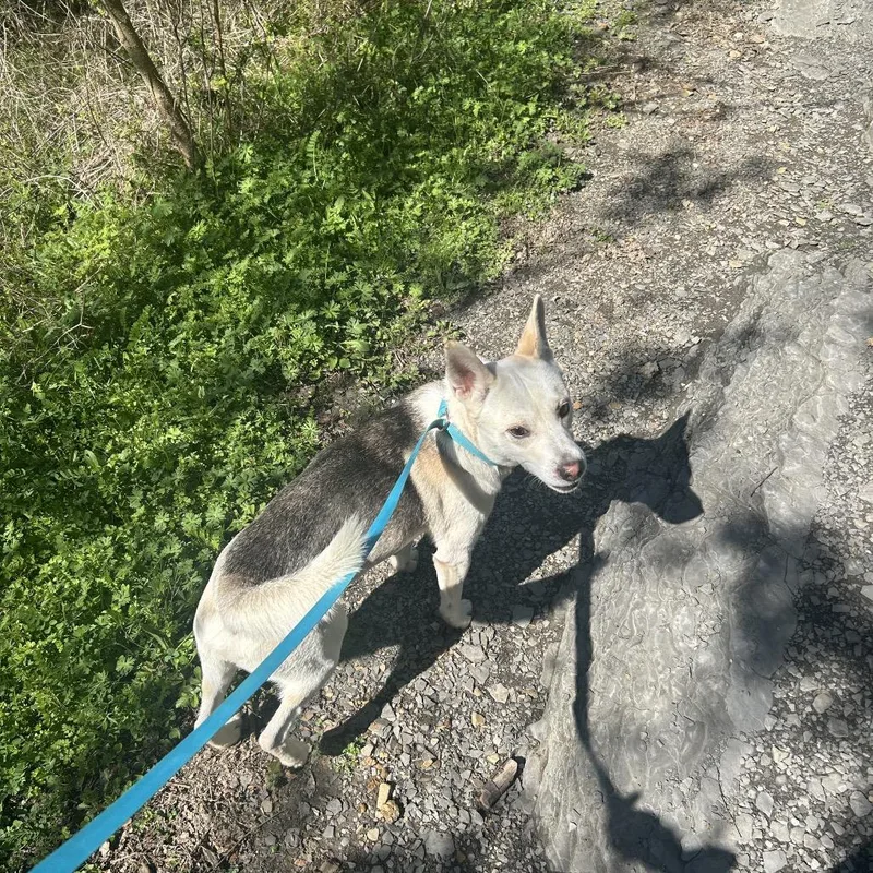 Marshmallow thumbnail 3