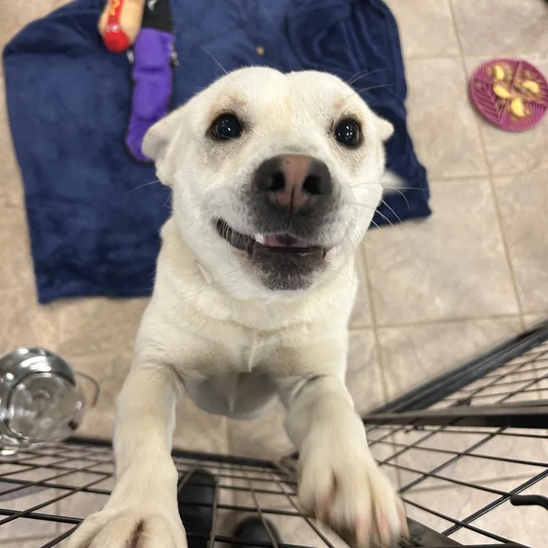 Marshmallow thumbnail 4