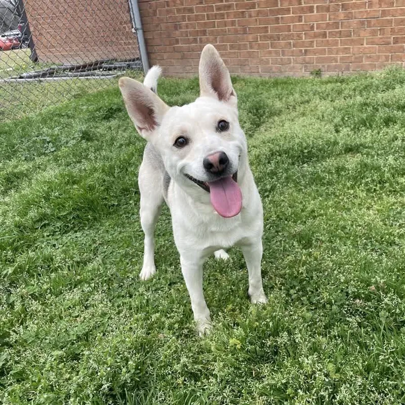 Marshmallow thumbnail 5