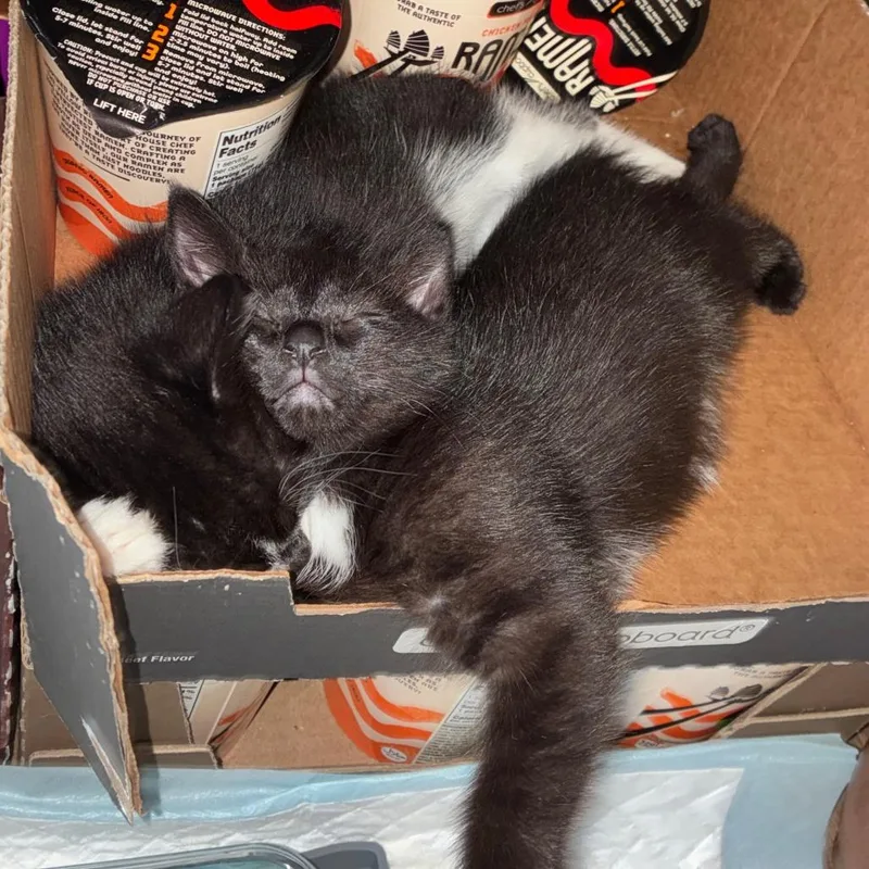 A baby small-sized male Black Manx cat named Coco Puff C for adoption in Princeton, MN