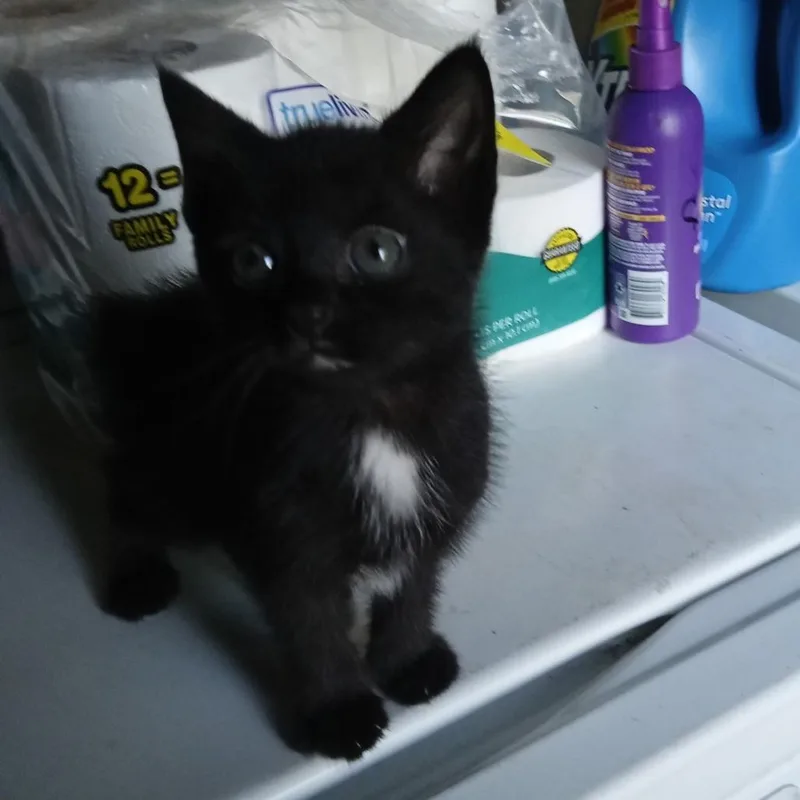 Coco Puff C thumbnail 2