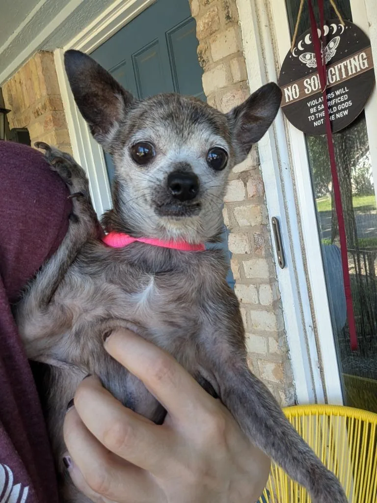 A senior small-sized male Brindle Chihuahua dog named Gerald OR for adoption in Bryan, TX