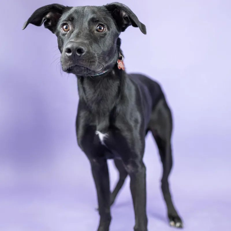 A young medium-sized female Black Labrador Retriever dog named Lobster for adoption in Portland, OR