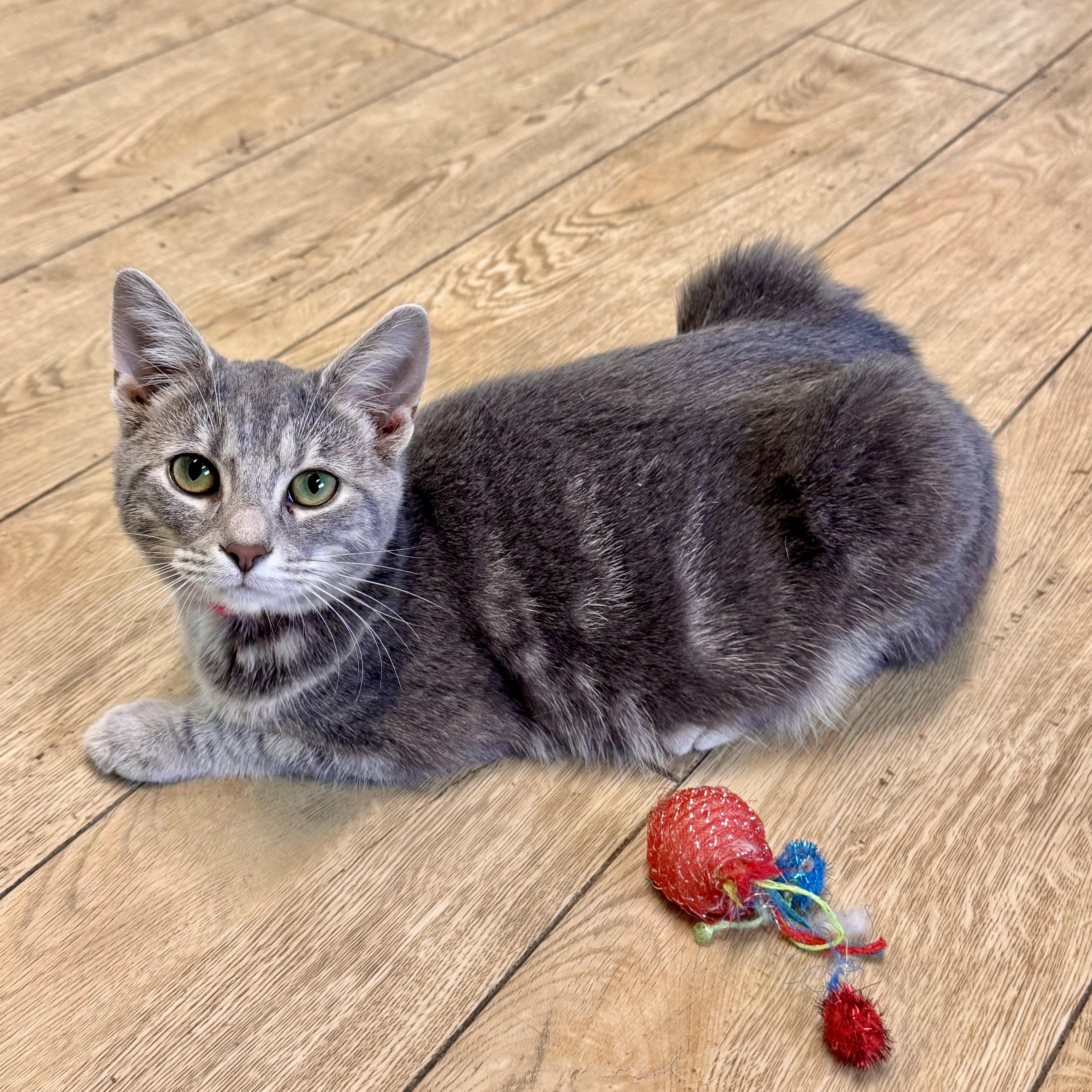 A baby medium-sized female Tabby cat named Aurora for adoption in Scottsburg, IN