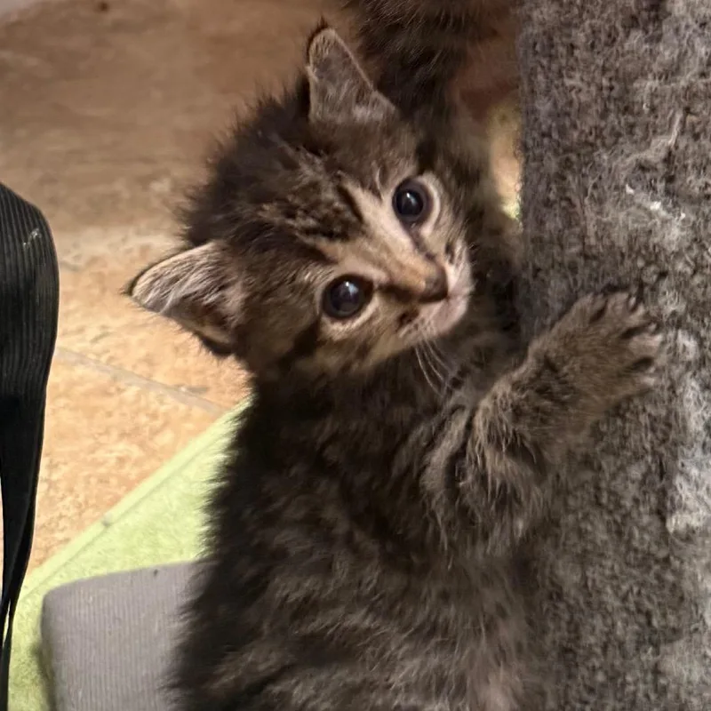 A baby small-sized female Black Domestic Short Hair cat named River for adoption in Cedaredge, CO