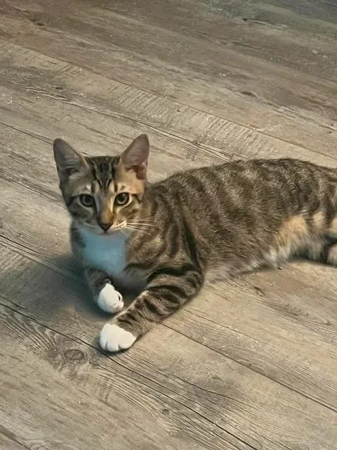 A young medium-sized male Tabby (Brown / Chocolate) Domestic Short Hair cat named Tyrone for adoption in Chickasaw, AL