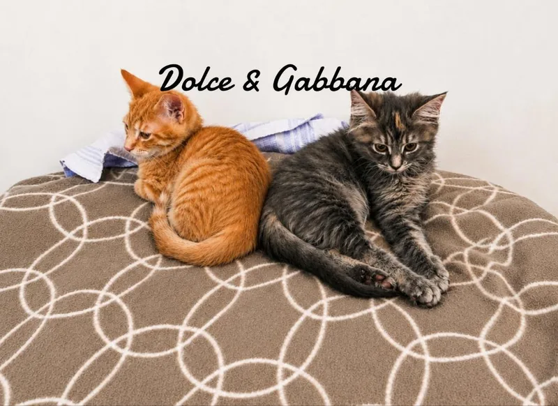 A young medium-sized male Domestic Short Hair cat named Dolce & Gabanna bonded for adoption in Naugatuck, CT
